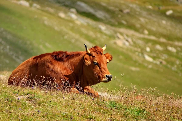 Krowa brązowy — Zdjęcie stockowe
