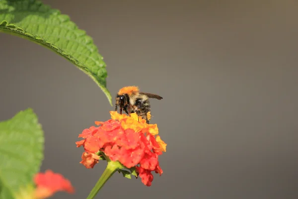 Bumblebee sarı — Stok fotoğraf