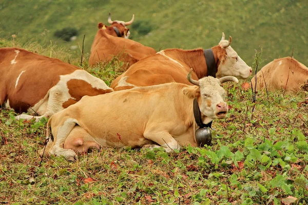 Vacas castanhas — Fotografia de Stock