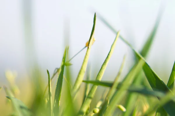 Verse lente groen gras. slikken dof — Stockfoto