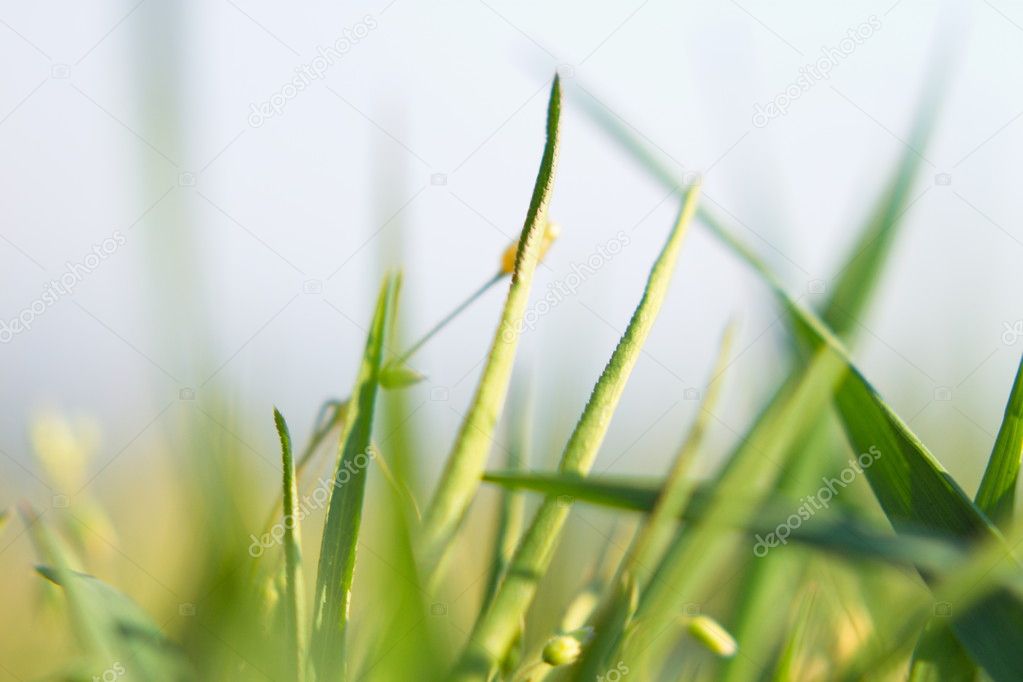 Fresh spring green grass. Swallow DOF