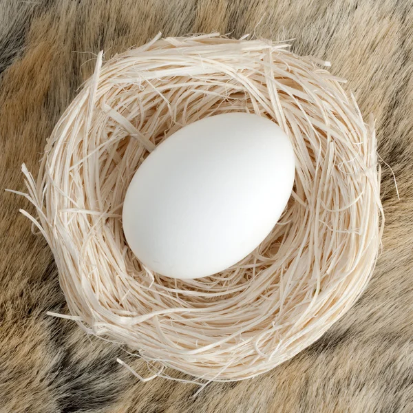 Kis fészekben nagy tojás — Stock Fotó