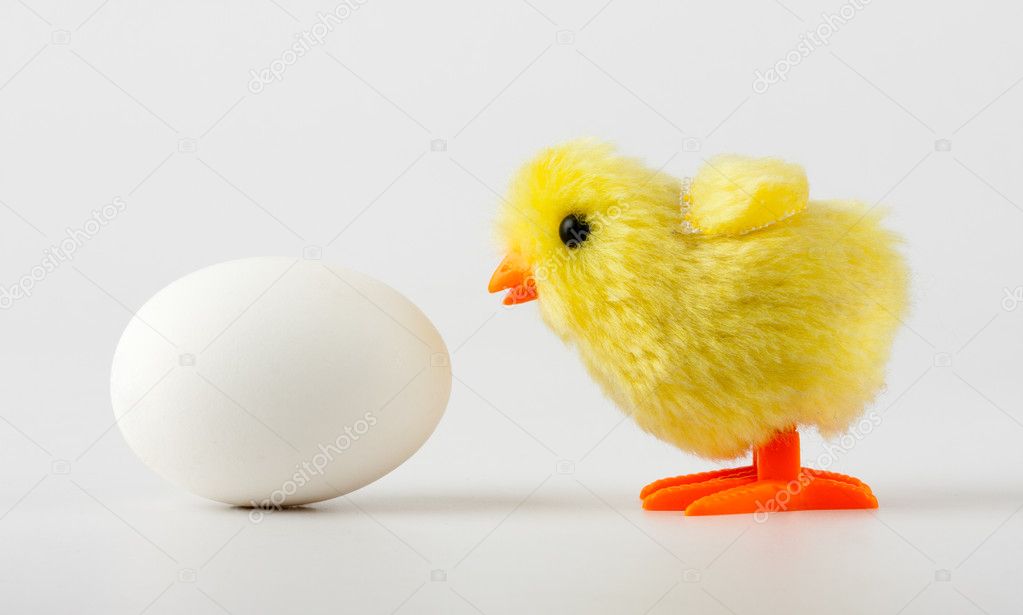 Baby chicken looking at egg