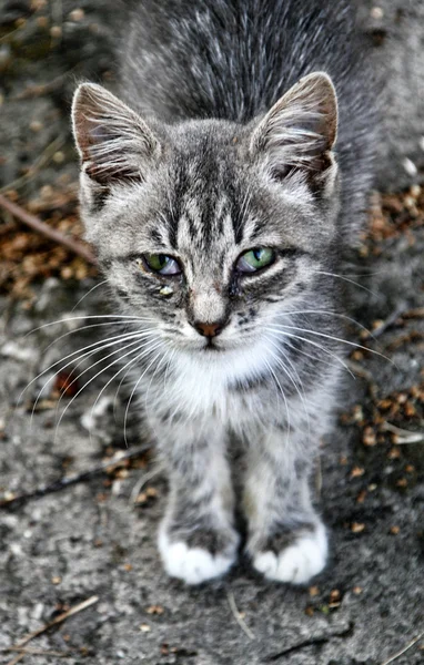Triste gatito tabby — Foto de Stock