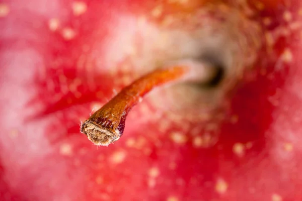 赤い熟したリンゴ — ストック写真