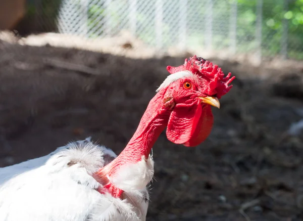 好奇的土耳其公鸡 — 图库照片