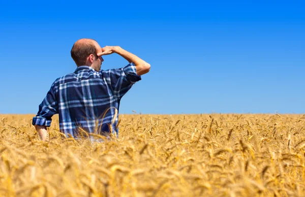 Agricultor no campo de trigo — Fotografia de Stock