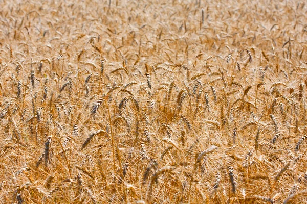 Золотое поле спелой пшеницы — стоковое фото