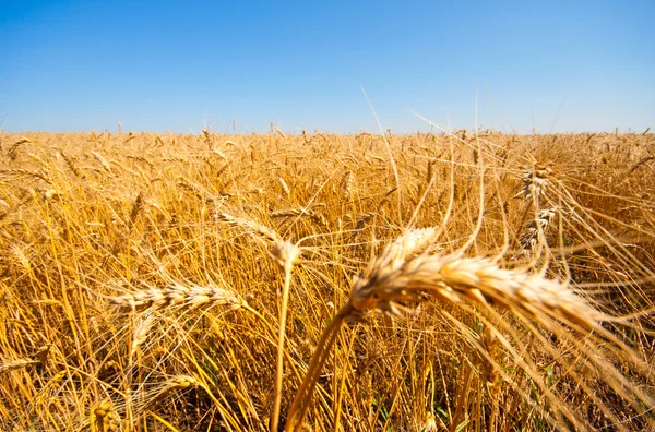 Campo d'oro di grano — Foto Stock