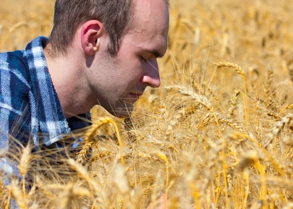 Agriculteur dans le champ de blé — Photo