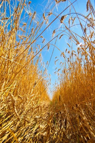 Chemin à travers le champ de blé — Photo