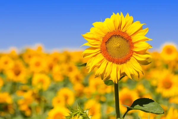 Auringonkukka pellolla — kuvapankkivalokuva
