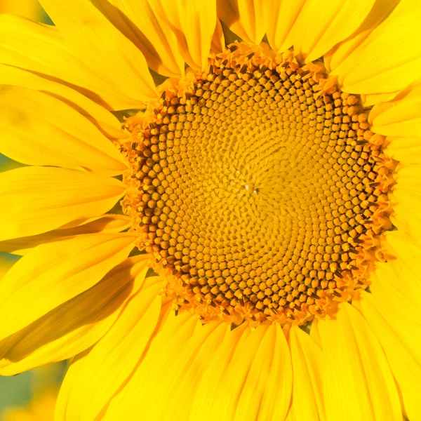 Sunflower head in the field — Stock Photo, Image