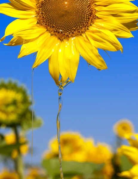 Oil flowing from sunflower head — Stock Photo, Image