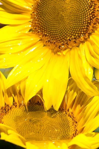 Oil flowing from sunflower head — Stock Photo, Image