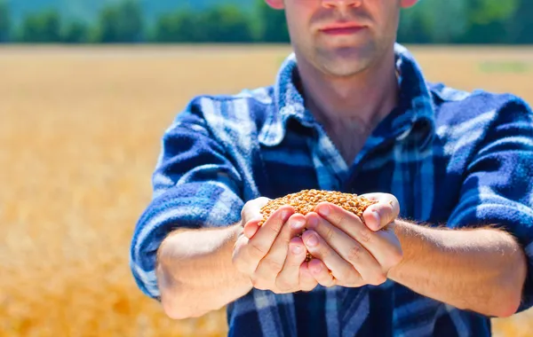 Щасливий фермер тримає стиглі кукурудзи пшениці — стокове фото