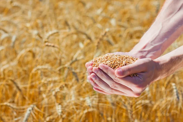 Manos de granjero sosteniendo granos de trigo maduros —  Fotos de Stock