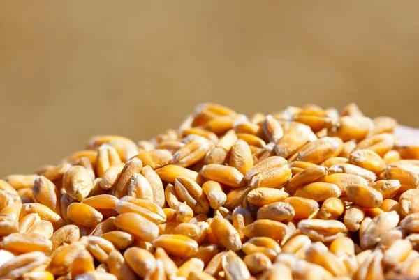 Cereale de grâu — Fotografie, imagine de stoc
