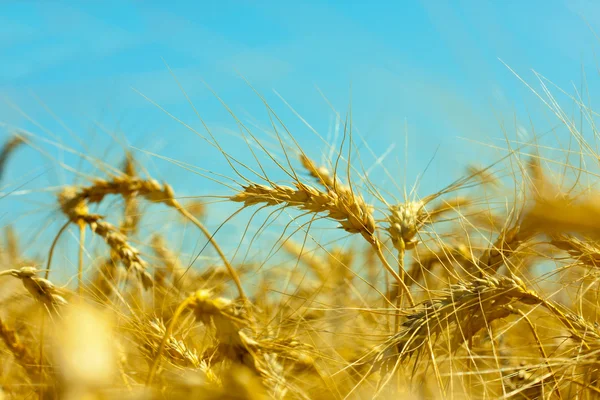 黄金领域的小麦 — 图库照片