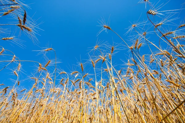 Campo de ouro de trigo — Fotografia de Stock