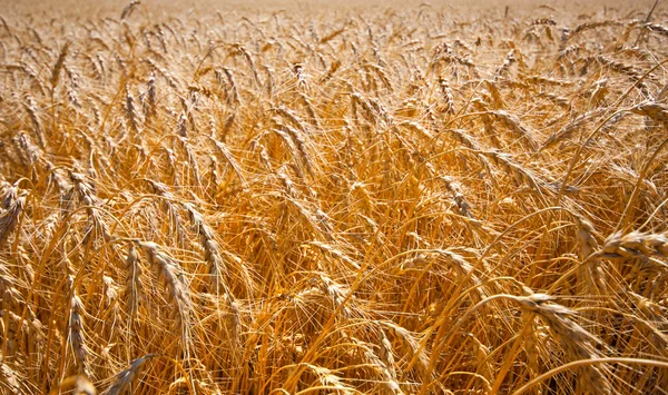 Золотое поле спелой пшеницы — стоковое фото
