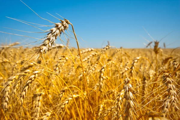 黄金领域的小麦 — 图库照片