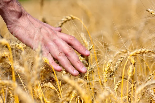 Фермер трогает пшеничные уши — стоковое фото