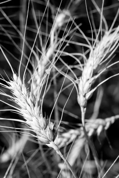 小麦的耳朵 — 图库照片