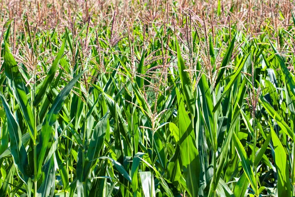 Az érett kukorica területén — Stock Fotó