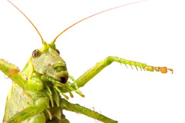 Big green locust clipart