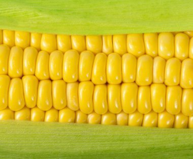 Ripe corn on the cob clipart