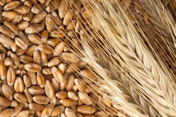 小麦耳朵与种子 — 图库照片