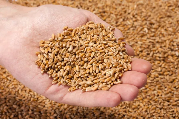 Ręce pełne pszenicy dojrzałe nasiona — Zdjęcie stockowe