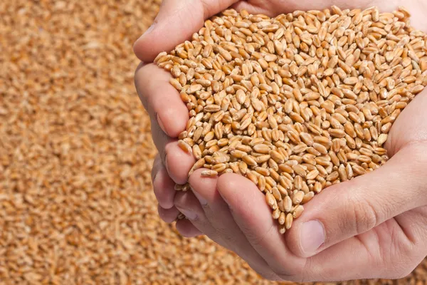 Mãos cheias de sementes de trigo maduras — Fotografia de Stock