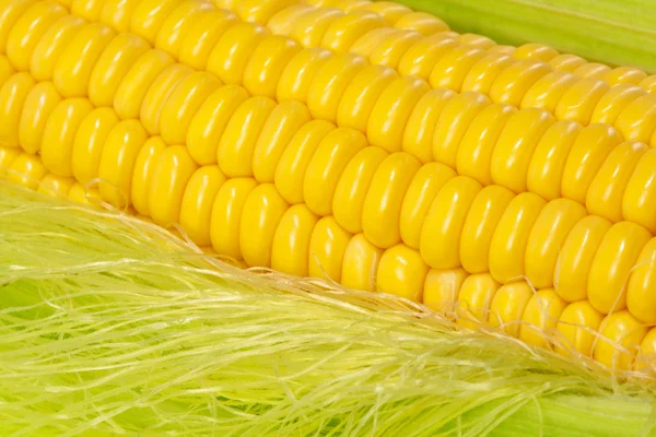 Érett kukorica a kukoricacsutkán — Stock Fotó