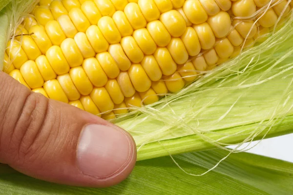Main de fermier examinant le maïs mûr — Photo