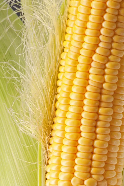 Érett kukorica a kukoricacsutkán — Stock Fotó