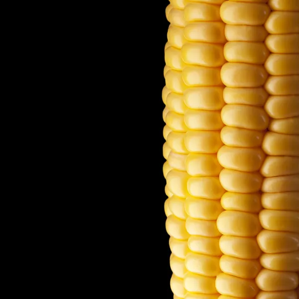Стигла кукурудза на коб — стокове фото