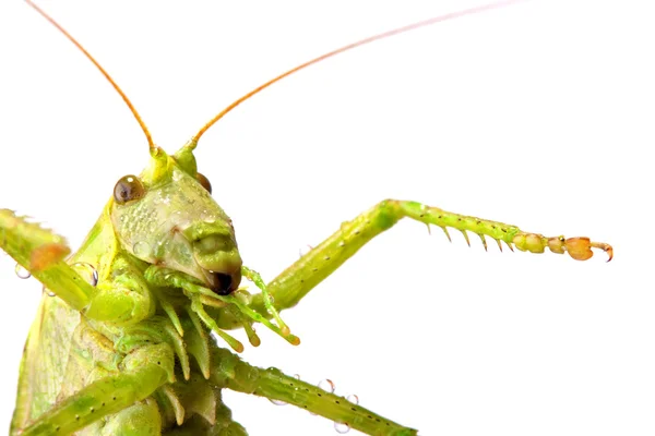 stock image Big green locust