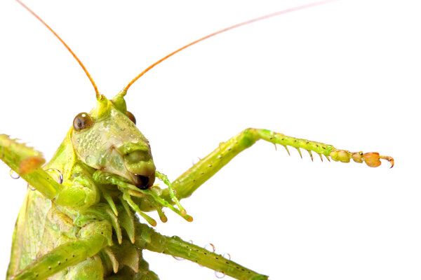 Big green locust