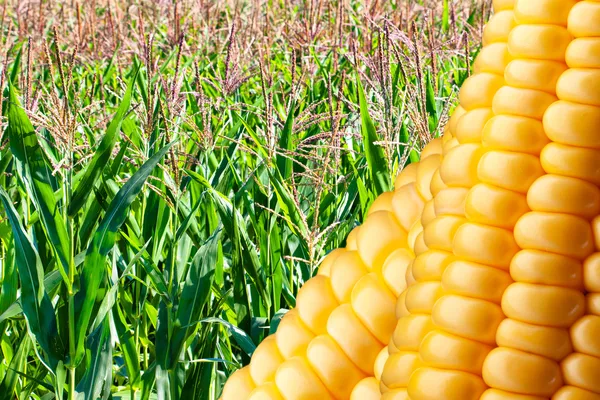 Поле спелой кукурузы — стоковое фото