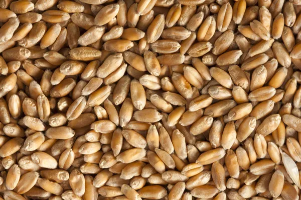 Семена пшеницы — стоковое фото