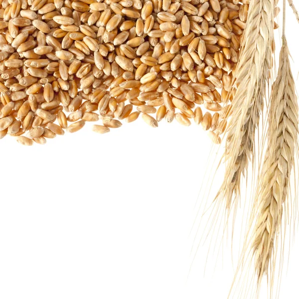Urechi de grâu cu semințe — Fotografie, imagine de stoc
