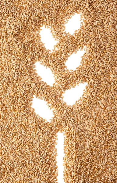Wheat ear symbol — Stock Photo, Image