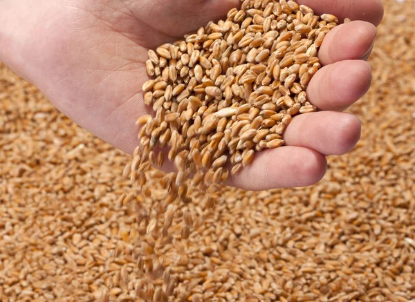 Vallende tarwe zaden — Stockfoto