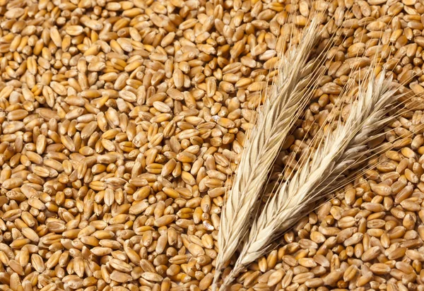 Orelhas de trigo com sementes — Fotografia de Stock