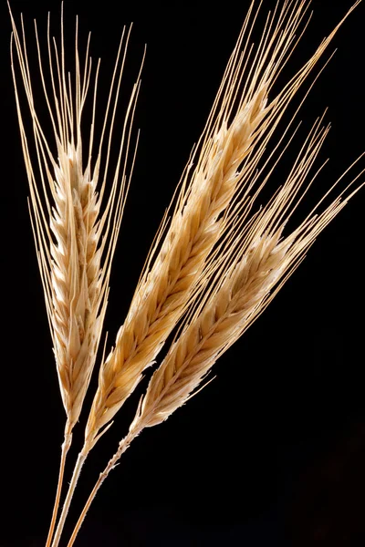 小麦の穂 — ストック写真
