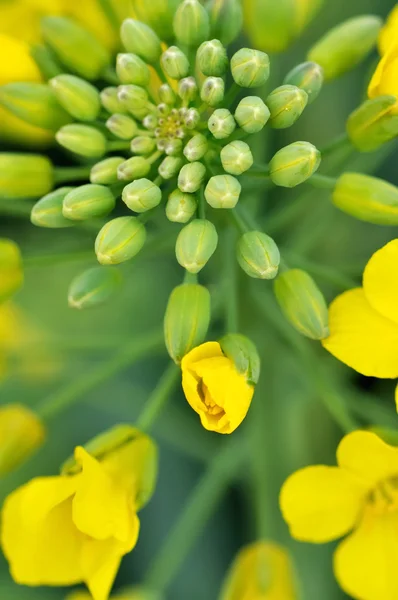 菜の花 — ストック写真