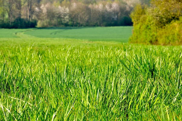 Grass fallow — Stock Photo, Image