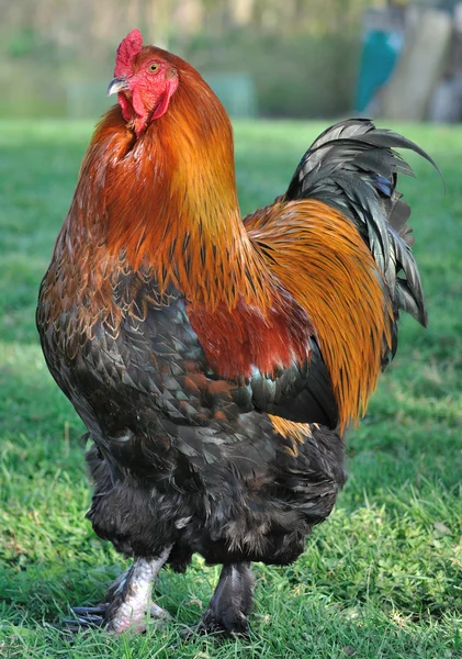 Cock brahma — Stock Photo, Image
